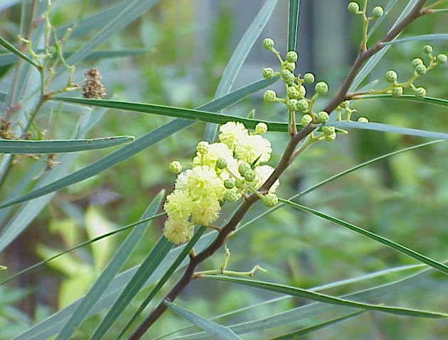 Acacia Amarilla, propiedades y beneficios para la salud