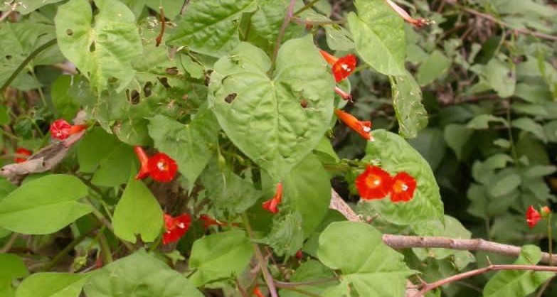 Campanilla Roja para que sirve y como usar