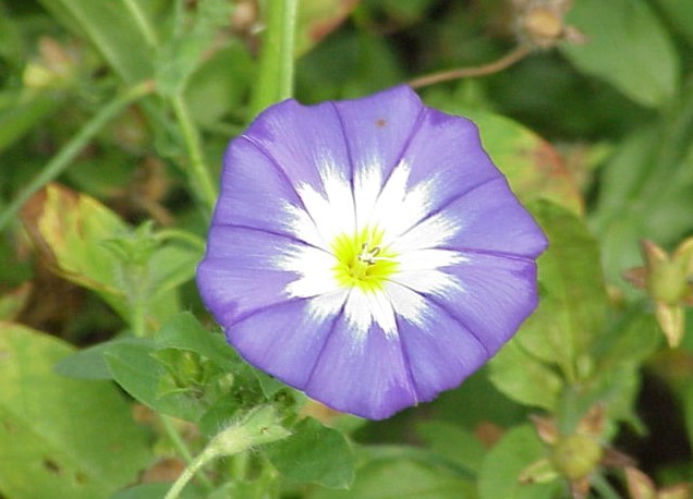 Campanilla azul para que sirve y como usar