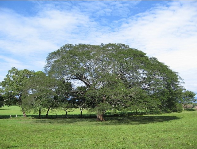 Guanacaste, propiedades y beneficios para la salud