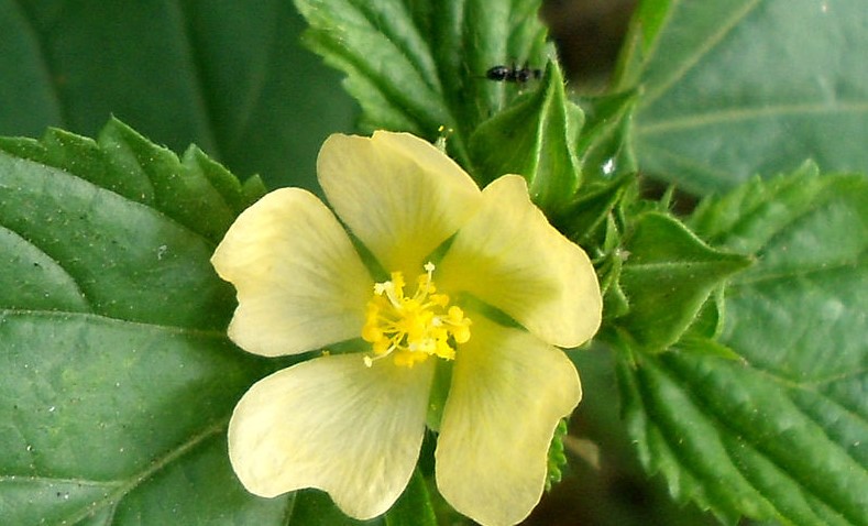 Malva de Cochino usos medicinales y propiedades