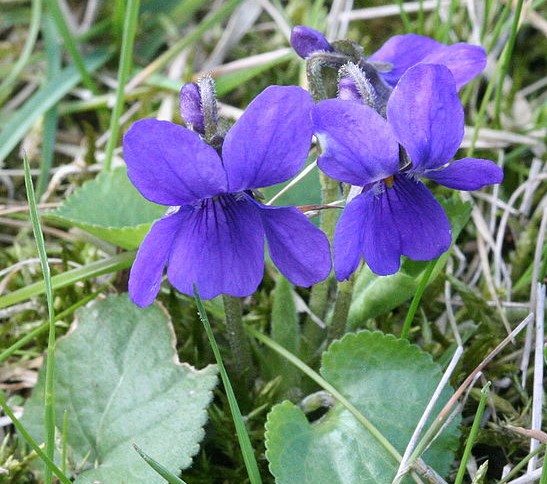 Violeta de castilla, para que sirve y como usar