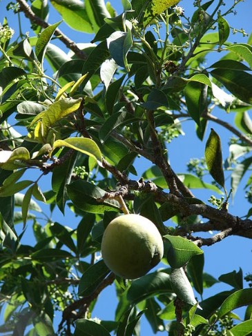 Zapote Blanco, usos medicinales y propiedades